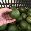 Cam sành miền tây, tươi ngon, an toàn
